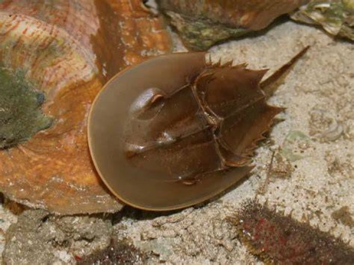 Xiphosura on sand Xiphosura on sand
