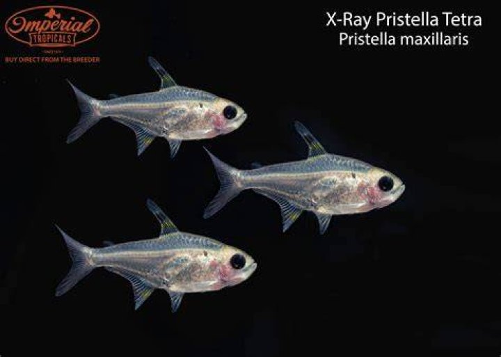 X-ray tetra in deep waters X-ray tetra in deep waters