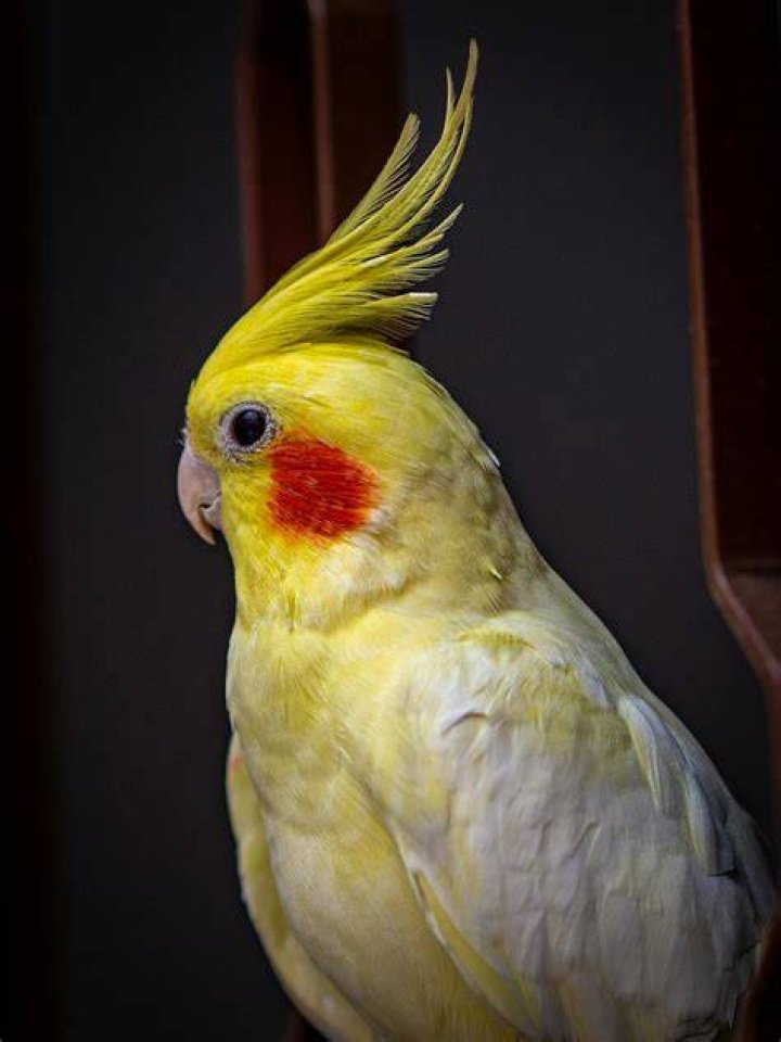 yellow cockatiel on a human hand