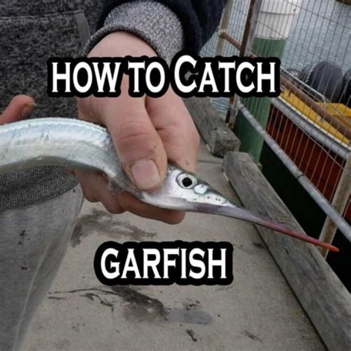 You will need to catch three different types of Exotic fishes to get started